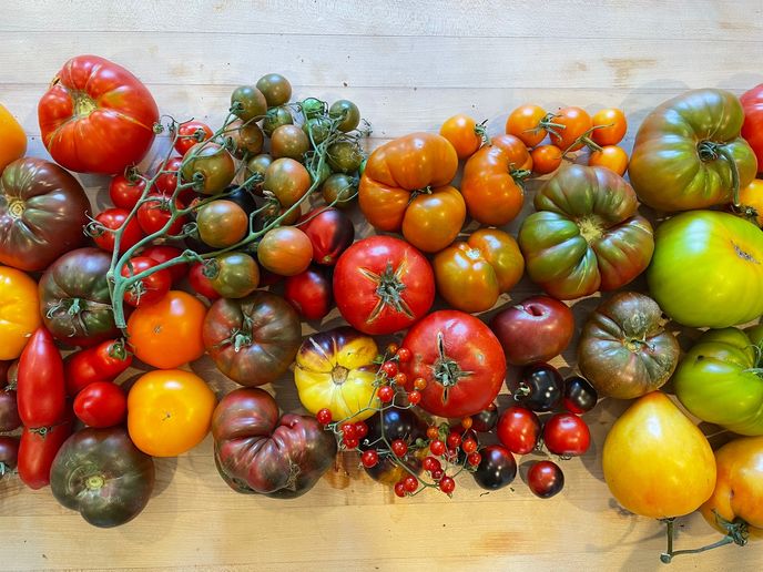 Tomatomania at Underwood Family Farms Somis